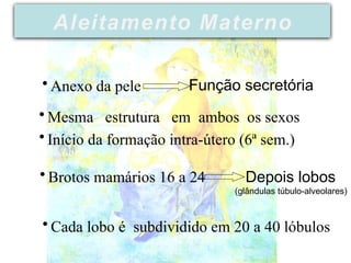 • Anexo da pele Função secretória
• Mesma estrutura em ambos os sexos
• Início da formação intra-útero (6ª sem.)
• Brotos mamários 16 a 24 Depois lobos
(glândulas túbulo-alveolares)
• Cada lobo é subdividido em 20 a 40 lóbulos
Aleitamento Materno
 