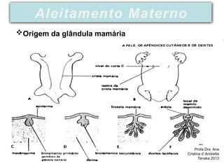 Profa Dra Ana
Cristina d’ Andretta
Tanaka 2013
Aleitamento Materno
Origem da glândula mamária
 