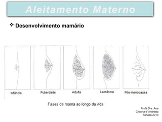 Aleitamento Materno
 Desenvolvimento mamário
Profa Dra Ana
Cristina d’ Andretta
Tanaka 2013
 