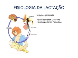 FISIOLOGIA DA LACTAÇÃO
Impulsos sensoriais
Hipófise anterior: Ocitocina
Hipófise posterior: Prolactina
 