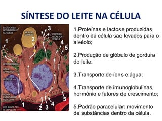 SÍNTESE DO LEITE NA CÉLULA
1.Proteínas e lactose produzidas
dentro da célula são levados para o
alvéolo;
2.Produção de glóbulo de gordura
do leite;
3.Transporte de íons e água;
4.Transporte de imunoglobulinas,
hormônio e fatores de crescimento;
5.Padrão paracelular: movimento
de substâncias dentro da célula.
 