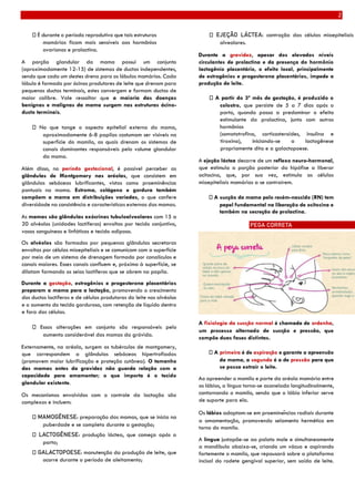 2
É durante o período reprodutivo que tais estruturas
mamárias ficam mais sensíveis aos hormônios
ovarianos e prolactina.
A porção glandular da mama possui um conjunto
(aproximadamente 12-15) de sistemas de ductos independentes,
sendo que cada um destes drena para os lóbulos mamários. Cada
lóbulo é formado por ácinos produtores de leite que drenam para
pequenos ductos terminais, estes convergem e formam ductos de
maior calibre. Vale ressaltar que a maioria das doenças
benignas e malignas da mama surgem nas estruturas ácino-
ducto terminais.
No que tange o aspecto epitelial externo da mama,
aproximadamente 6-8 papilas costumam ser visíveis na
superfície do mamilo, as quais drenam os sistemas de
canais dominantes responsáveis pelo volume glandular
da mama.
Além disso, no período gestacional, é possível perceber as
glândulas de Montgomery nas aréolas, que consistem em
glândulas sebáceas lubrificantes, vistas como proeminências
pontuais na mama. Estroma, colágeno e gordura também
compõem a mama em distribuições variadas, o que confere
diversidade na consistência e características externas das mamas.
As mamas são glândulas exócrinas tubuloalveolares com 15 a
20 alvéolos (unidades lactíferas) envoltos por tecido conjuntivo,
vasos sanguíneos e linfáticos e tecido adiposo.
Os alvéolos são formados por pequenas glândulas secretoras
envoltas por células mioepiteliais e se comunicam com a superfície
por meio de um sistema de drenagem formado por canalículos e
canais maiores. Esses canais confluem e, próximo à superfície, se
dilatam formando os seios lactíferos que se abrem na papila.
Durante a gestação, estrogênios e progesterona placentários
preparam a mama para a lactação, promovendo o crescimento
dos ductos lactíferos e de células produtoras do leite nos alvéolos
e o aumento do tecido gorduroso, com retenção de líquido dentro
e fora das células.
Essas alterações em conjunto são responsáveis pelo
aumento considerável das mamas da grávida.
Externamente, na aréola, surgem os tubérculos de montgomery,
que correspondem a glândulas sebáceas hipertrofiadas
(promovem maior lubrificação e proteção cutânea). O tamanho
das mamas antes da gravidez não guarda relação com a
capacidade para amamentar; o que importa é o tecido
glandular existente.
Os mecanismos envolvidos com o controle da lactação são
complexos e incluem:
MAMOGÊNESE: preparação das mamas, que se inicia na
puberdade e se completa durante a gestação;
LACTOGÊNESE: produção láctea, que começa após o
parto;
GALACTOPOESE: manutenção da produção de leite, que
ocorre durante o período de aleitamento;
EJEÇÃO LÁCTEA: contração das células mioepiteliais
alveolares.
Durante a gravidez, apesar dos elevados níveis
circulantes de prolactina e da presença do hormônio
lactogênio placentário, o efeito local, principalmente
de estrogênios e progesterona placentários, impede a
produção de leite.
A partir do 3º mês de gestação, é produzido o
colostro, que persiste de 5 a 7 dias após o
parto, quando passa a predominar o efeito
estimulante da prolactina, junto com outros
hormônios
(somatotrofina, corticosteroides, insulina e
tiroxina), iniciando-se a lactogênese
propriamente dita e a galactopoese.
A ejeção láctea decorre de um reflexo neuro-hormonal,
que estimula a porção posterior da hipófise a liberar
ocitocina, que, por sua vez, estimula as células
mioepiteliais mamárias a se contraírem.
A sucção da mama pelo recém-nascido (RN) tem
papel fundamental na liberação de ocitocina e
também na secreção de prolactina.
PEGA CORRETA
A fisiologia da sucção normal é chamada de ordenha,
um processo alternado de sucção e pressão, que
compõe duas fases distintas.
A primeira é de aspiração e garante a apreensão
da mama, a segunda é a de pressão para que
se possa extrair o leite.
Ao apreender o mamilo e parte da aréola mamária entre
os lábios, a língua torna-se acanelada longitudinalmente,
contornando o mamilo, sendo que o lábio inferior serve
de suporte para ela.
Os lábios adaptam-se em proeminências radiais durante
a amamentação, promovendo selamento hermético em
torno do mamilo.
A língua justapõe-se ao palato mole e simultaneamente
a mandíbula abaixa-se, criando um vácuo e aspirando
fortemente o mamilo, que repousará sobre a plataforma
incisal do rodete gengival superior, sem saída de leite.
 