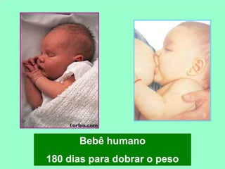 Bebê humano
180 dias para dobrar o peso
 