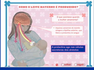 A prolactina age nas células
secretoras dos alvéolos
 