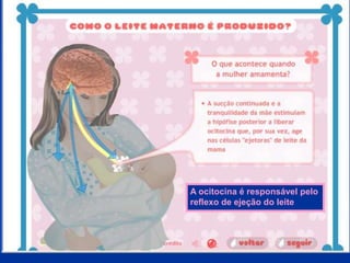A ocitocina é responsável pelo
reflexo de ejeção do leite
 