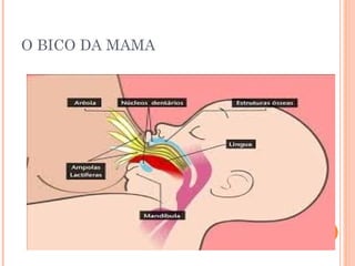 O BICO DA MAMA
 