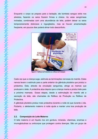 33


Enquanto o corpo se prepara para a lactação, ele bombeia sangue extra nos
alvéolos, fazendo os seios ficarem firmes e cheios. As veias sangüíneas
inchadas, combinadas com uma abundância de leite, podem deixar os seios
temporariamente dolorosos e ingurgitados, mas se houver amamentação
freqüente, em poucos dias poderá aliviar todo desconforto.




                    Figura 5 - Reflexo da Prolactina ou reflexo da Produção



Cada vez que a criança suga, estimula as terminações nervosas do mamilo. Estes
nervos levam o estímulo para a parte anterior da glândula pituitária que produz a
prolactina. Esta, através da circulação sanguínea, atinge as mamas que
produzem o leite. A prolactina atua depois que a criança mama e produz leite para
a próxima mamada. Essas etapas, desde a estimulação do mamilo até a
secreção do leite, são chamadas de Reflexo de Produção ou Reflexo da
Prolactina.
A glândula pituitária produz mais prolactina durante a noite do que durante o dia.
Portanto, o aleitamento materno à noite ajuda a manter uma boa produção de
leite.


2.2.     Composição do Leite Materno
O leite materno é um líquido rico em gordura, minerais, vitaminas, enzimas e
imunoglobulinas ou anticorpos que protegem contra doenças. São um grupo de
 