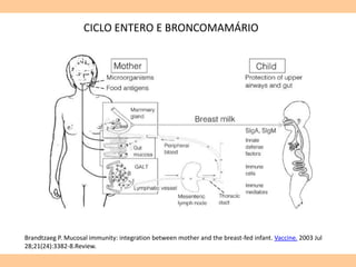 CICLO ENTERO E BRONCOMAMÁRIO
Brandtzaeg P. Mucosal immunity: integration between mother and the breast-fed infant. Vaccine. 2003 Jul
28;21(24):3382-8.Review.
 