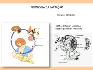 FISIOLOGIA DA LACTAÇÃO
Impulsos sensoriais
Hipófise anterior: Ocitocina
Hipófise posterior: Prolactina
 