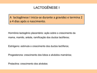 LACTOGÊNESE I
Hormônio lactogênio placentário: ação sobre o crescimento da
mama, mamilo, aréola, ramificação dos ductos lactíferos;
Estrógeno: estimula o crescimento dos ductos lactíferos;
Progesterona: crescimento dos lobos e alvéolos mamários;
Prolactina: crescimento dos alvéolos
A lactogênese I inicia-se durante a gravidez e termina 2
a 4 dias após o nascimento.
 