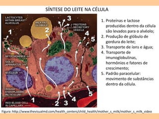 SÍNTESE DO LEITE NA CÉLULA
Figura: http://www.thevisualmd.com/health_centers/child_health/mother_s_milk/mother_s_milk_video
1. Proteínas e lactose
produzidas dentro da célula
são levados para o alvéolo;
2. Produção de glóbulo de
gordura do leite;
3. Transporte de íons e água;
4. Transporte de
imunoglobulinas,
hormônios e fatores de
crescimento;
5. Padrão paracelular:
movimento de substâncias
dentro da célula.
 