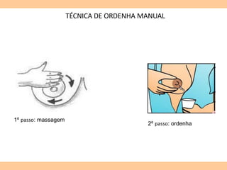 TÉCNICA DE ORDENHA MANUAL
1º passo: massagem
2º passo: ordenha
 