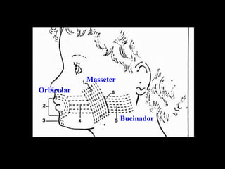Masseter
Orbicular


                       Bucinador
 