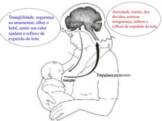Ansiedade, tensão, dor,
Tranqüilidade, segurança                       dúvidas, estresse,
ao amamentar, olhar o        Hipófise          insegurança, inibem o
bebê, sentir seu calor                         reflexo de expulsão do leite.
ajudam o reflexo de
expulsão do leite




                                        Impulsos nervosos
                           sucção
 