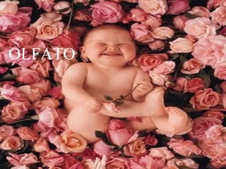 OLFATO
 