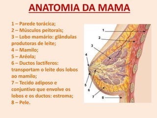 ANATOMIA DA MAMA
1 – Parede torácica;
2 – Músculos peitorais;
3 – Lobo mamário: glândulas
produtoras de leite;
4 – Mamilo;
5 – Aréola;
6 – Ductos lactíferos:
transportam o leite dos lobos
ao mamilo;
7 – Tecido adiposo e
conjuntivo que envolve os
lobos e os ductos: estroma;
8 – Pele.
 