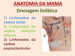 ANATOMIA DA MAMA
1) Linfonodos da
cadeia axilar
2) Linfonodos da
cadeia mamária
interna
3) Linfonodos da
cadeia
supraclavicular
Drenagem linfática
 