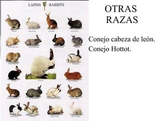REPRODUCCIÓN Són fértiles todo el año sobretodo en la primavera. El período de gestacion es de 32 días. Tienen entre 4-12 crías. Las crías nacen sín pelo y ciegos. Empiezan a tener hijos a los 8 meses después de nacer.