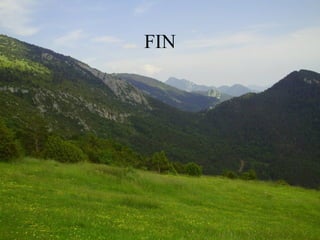 Conejo Holandés Pesa de 800g. a 1,5 kg.