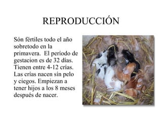 Oryctolagus cuniculus.