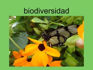 biodiversidad
 