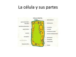 La célula y sus partes
 