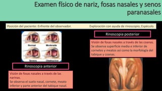 Rinoscopia anterior
Visión de fosas nasales a través de las
narinas.
Se observa el suelo nasal, cornete, meato
inferior y parte anterior del tabique nasal.
Rinoscopia posterior
Visión de fosas nasales a través de las coanas.
Se observa superficie media e inferior de
cornetes y meatos así como la morfología del
tabique y coanas.
Posición del paciente: Enfrente del observador. Exploración con ayuda de rinoscopio; Espéculo.
Examen físico de nariz, fosas nasales y senos
paranasales
 