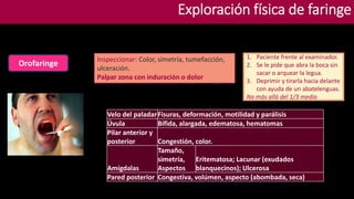 Exploración física de faringe
Orofaringe Inspeccionar: Color, simetría, tumefacción,
ulceración.
Palpar zona con induración o dolor
1. Paciente frente al examinador.
2. Se le pide que abra la boca sin
sacar o arquear la legua.
3. Deprimir y tirarla hacia delante
con ayuda de un abatelenguas.
No más allá del 1/3 medio
Velo del paladarFisuras, deformación, motilidad y parálisis
Úvula Bífida, alargada, edematosa, hematomas
Pilar anterior y
posterior Congestión, color.
Amígdalas
Tamaño,
simetría,
Aspectos
Eritematosa; Lacunar (exudados
blanquecinos); Ulcerosa
Pared posterior Congestiva, volúmen, aspecto (abombada, seca)
 