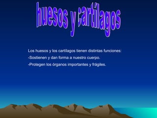 huesos y cartílagos Los huesos y los cartílagos tienen distintas funciones: -Sostienen y dan forma a nuestro cuerpo. -Protegen los órganos importantes y frágiles.   