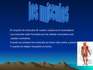 los músculos El conjunto de músculos de nuestro cuerpo es la musculatura. Los músculos están formados por las células musculares que  pueden contraerse. Cuando se contraen los músculos se hacen más cortos y gresos. Y cuando se relajan recuperan su forma. 