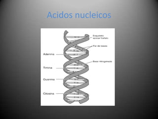 Acidos nucleicos
 