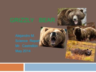 GRIZZLY BEAR
Alejandro M.
Science Report
Mr. Castrellón
May 2014
 