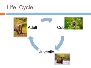 Life Cycle
Cub
Juvenile
Adult
 