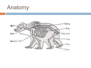 Anatomy
 