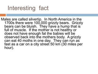 Interesting fact
Males are called silvertip. In North America in the
1700s there were 100,000 grizzly bears. Grizzly
bears can be bluish. They have a hump that is
full of muscle. If the mother is not healthy or
does not have enough fat the babies will be
observed back into the mothers body. A grizzly
can eat 40 moths in one day. They can run as
fast as a car on a city street 50 km (30 miles per
hour).
 