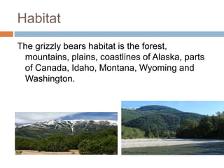 Habitat
The grizzly bears habitat is the forest,
mountains, plains, coastlines of Alaska, parts
of Canada, Idaho, Montana, Wyoming and
Washington.
 