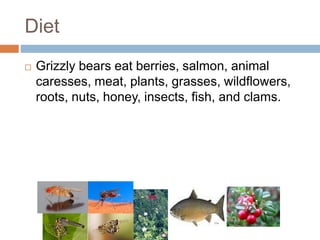 Diet
 Grizzly bears eat berries, salmon, animal
caresses, meat, plants, grasses, wildflowers,
roots, nuts, honey, insects, fish, and clams.
 