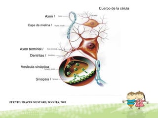 Sinapsis /
Axon /
Cuerpo de la célula
Dentritas /
Vesícula sináptica
Capa de mielina /
Axon terminal /
FUENTE: FRAZER MUSTARD, BOGOTA, 2003
 