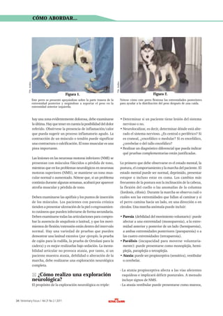 Figura 1.

© Dr. Artiles.

© Dr. Artiles.

CÓMO ABORDAR...

Figura 2.

Este perro se presentó apoyándose sobre la parte trasera de la
extremidad posterior y negándose a soportar el peso en la
extremidad anterior izquierda.

Nótese cómo este perro flexiona las extremidades posteriores
para ayudar a la distribución del peso después de una caída.

hay una zona evidentemente dolorosa, debe examinarse
la última. Hay que tener en cuenta la posibilidad del dolor
referido. Obsérvese la presencia de inflamación/calor
que pueda sugerir un proceso inflamatorio agudo. La
contracción de un músculo o tendón puede significar
una contractura o calcificación. El tono muscular es una
pista importante.

• Determinar si un paciente tiene lesión del sistema
nervioso o no.
• Neurolocalizar, es decir, determinar dónde está alterado el sistema nervioso. ¿Es central o periférico? Si
es craneal, ¿encefálico o medular? Si es encefálico,
¿cerebelar o del tallo encefálico?
• Realizar un diagnóstico diferencial que pueda indicar
qué pruebas complementarias están justificadas.

Las lesiones en las neuronas motoras inferiores (NMI) se
presentan con músculos fláccidos o pérdida de tono,
mientras que en los problemas neurológicos en neuronas
motoras superiores (NMS), se mantiene un tono muscular normal o aumentado. Nótese que, si un problema
continúa durante algunas semanas, acabará por aparecer
atrofia muscular y pérdida de tono.
Deben examinarse las apófisis y los puntos de inserción
de los músculos. Los pacientes con paresia crónica
tienden a presentar ulceración de la piel o engrosamiento cutáneos que pueden infectarse de forma secundaria.
Deben examinarse todas las articulaciones para comprobar la ausencia de anquilosis o laxitud, y que los movimientos de flexión/extensión están dentro del intervalo
normal. Hay una variedad de pruebas que pueden
demostrar una laxitud excesiva (por ejemplo, la prueba
de cajón para la rodilla, la prueba de Ortolani para la
cadera) y es mejor realizarlas bajo sedación. La inestabilidad articular no provoca ataxia, por tanto, si un
paciente muestra ataxia, debilidad o alteración de la
marcha, debe realizarse una exploración neurológica
completa.

¿Cómo realizo una exploración
neurológica?
El propósito de la exploración neurológica es triple:

34 / Veterinary Focus / Vol 21 No 2 / 2011

Lo primero que debe observarse es el estado mental, la
postura, el comportamiento y la marcha del paciente. El
estado mental puede ser normal, deprimido, presentar
estupor o incluso estar en coma. Los cambios más
frecuentes de la postura son la inclinación de la cabeza,
la flexión del cuello o las anomalías de la columna
(lordosis, cifosis). Durante la marcha se observa cuál o
cuáles son las extremidades que fallan al caminar y si
el perro camina hacia un lado, en una dirección o en
círculos. Una marcha anómala puede incluir:
• Paresia (debilidad del movimiento voluntario): puede
afectar a una extremidad (monoparesia), a la extremidad anterior y posterior de un lado (hemiparesia),
a ambas extremidades posteriores (paraparesia) o a
las cuatro extremidades (tetraparesia).
• Parálisis (incapacidad para moverse voluntariamente): puede presentarse como monoplejía, hemiplejía, paraplejía o tetraplejía.
• Ataxia: puede ser propioceptiva (sensitiva), vestibular
o cerebelar.
- La ataxia propioceptiva afecta a las vías aferentes
raquídeas e implicará déficit posturales. A menudo
incluye signos de NMS.
- La ataxia vestibular puede presentarse como mareos,

 