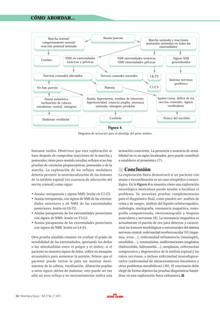 CÓMO ABORDAR...

Ataxia/paresia

Marcha normal/
comportamiento normal/
reacción postural anómala

Cerebro

NMS en extremidades
torácicas y pélvicas

Nervios craneales afectados

Marcha anómala y reacciones
posturales anómalas en todas las
extremidades

NMI extremidades torácicas
NMS extremidades pélvicas

Nervios craneales normales

Signos NMI
generalizados

C6-T2
Sistema nervioso
periférico

No hay paresia

C1-C5

Paresia

Ataxia asimétrica,
inclinación de cabeza,
estrabismo ventral, nistagmo

Ataxia, hipermetría, temblor de intención,
hipertonicidad, estancia amplia, amenaza
anómala, nistagmo pendular

Apatía/coma, déficit de los
nervios craneales, signos
vestibulares

Síndrome vestibular

Cerebelo

Tronco del encéfalo

Figura 4.
Diagrama de actuación para el abordaje del perro atáxico.

bastante sutiles. Obsérvese que esta exploración se
hace después de comprobar reacciones de la marcha y
posturales; tiene poco sentido estudiar reflejos si no hay
pruebas de carencias propioceptivas, posturales o de la
marcha. La exploración de los reflejos medulares
debería permitir la neurolocalización de las lesiones
de la médula espinal (en ausencia de afectación del
nervio craneal) como sigue:
• Ataxia/ tetraparesia y signos NMS: lesión en C1-C5.
• Ataxia/tetraparesia, con signos de NMI de las extremidades anteriores y de NMS de las extremidades
posteriores: lesión en C6-T2.
• Ataxia/paraparesia de las extremidades posteriores
con signos de NMS: lesión en T3-L3
• Ataxia/paraparesia de las extremidades posteriores
con signos de NMI: lesión en L4-S1.
Otra prueba añadida consiste en evaluar el grado de
sensibilidad de las extremidades, apretando los dedos
o las almohadillas entre el pulgar y el índice; si el
paciente no muestra signos de dolor, utilice un mosquito
atraumático para aumentar la presión. Nótese que el
paciente puede retirar la pata sin mostrar movimientos de la cabeza, vocalización, dilatación pupilar
u otros signos obvios de malestar; esto puede ser tan
sólo un arco reflejo y no necesariamente indica una

36 / Veterinary Focus / Vol 21 No 2 / 2011

sensación consciente. La presencia o ausencia de sensibilidad no es un signo localizador, pero puede contribuir
a establecer el pronóstico (7).

Conclusión
La exploración física demostrará si un paciente con
ataxia e incoordinación es un caso ortopédico o neurológico. En la Figura 4 se muestra cómo una exploración
neurológica meticulosa puede ayudar a localizar el
problema. Se necesitan pruebas complementarias
para el diagnóstico final, como pueden ser: análisis de
orina y de sangre, análisis del líquido cefalorraquídeo,
radiología, mielografía, resonancia magnética, tomografía computerizada, electromiografía y biopsias
musculares y nerviosas (8). La resonancia magnética es
actualmente el patrón de oro para detectar y caracterizar las lesiones morfológicas o estructurales del sistema
nervioso central: enfermedad cerebrovascular (9) (isquemia, ictus…), enfermedad inflamatoria (meningitis,
encefalitis…), traumatismo, malformaciones congénitas
(hidrocefalia, hidromielia…), neoplasias, enfermedad
comprensiva y degenerativa de la médula espinal y las
raíces nerviosas, e incluso enfermedad neurodegenerativa (enfermedad de almacenamiento lisosómico y
otros problemas metabólicos) (10). El veterinario debe
elegir de forma objetiva las pruebas diagnósticas basándose en una exploración física exhaustiva.

 