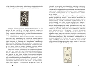 de sus caderas. El Tarot, aunque impregnado de simbolismo religioso, 
se muestra aquí como un imaginero independiente del dogma. 
Esta figura femenina que danza en medio del óvalo podría ser una 
alegoría del alma a la que El Loco insufla su energía creadora. Se 
puede entonces interpretar las cuatro figuras que lo rodean como 
cuatro elementos constitutivos de la realidad, cuatro puntos cardina-les, 
los cuatro ángulos del mundo real. 
En numerosas culturas, el mundo conocido se define como una figu-ra 
de cuatro lados, un cuadrado o una cruz, a la que se añade un quinto 
elemento central, eje o punto de encuentro, que une y sobrepasa sus 
cuatro direcciones. El simbolismo de la mano humana, con sus cuatro 
dedos oponibles al pulgar, no deja de recordarnos esta estructura. Se 
podría ver en la carta de El Mundo una propuesta de organización simi-lar: 
en el centro, el alma que danza, el ser esencial presente en cada uno 
de nosotros, de esencia receptiva, animada por un hálito creador. 
En las cuatro esquinas, cuatro energías en cuya disposición nos fija-mos: 
en la parte inferior de la carta, encontramos dos animales terres-tres, 
uno herbívoro (el buey/caballo) y otro carnívoro (el león). En la 
parte superior, dos seres alados: un ángel, figura del amor incondicio-nal, 
del don, portador del mensaje divino, y un águila, animal predador 
pero cuyo simbolismo nos remite a la grandeza, la ascensión, la capaci-dad 
humana de elevarse a las alturas. La carta de El Mundo está, pues, 
estructurada de forma clara, con una parte «cielo» y una parte «tierra». 
Si uno observa la forma y la proporción de las cartas del Tarot, se da 
62 
cuenta de que se trata de un rectángulo cuya longitud es exactamente 
dos veces superior a la anchura, o sea un doble cuadrado: el cuadrado 
«tierra» bajo el cuadrado «cielo». En el estudio de las cartas deberemos, 
pues, recordar esta doble dimensión terrestre y celeste en cuyo centro 
se desarrolla, según la geometría del Tarot, el proceso carnal y espiritual 
del ser humano. 
Veamos ahora cómo se descomponen la derecha y la izquierda: si 
miramos la carta de El Mundo, a nuestra derecha encontramos los 
dos animales depredadores activos y, en la mano de la mujer, una vara, 
símbolo del poder activo. El águila y el león son dos carnívoros. El pri-mero 
es un ave de presa macho (tiene un falo negro entre las patas) y 
el otro es una fiera carnívora también macho (las leonas no tienen 
melena). Ambos son activos: el león en la tierra y el águila en el cielo. 
A nuestra izquierda, dos personajes de color predominantemente 
carne de los que, como hemos visto, uno es un herbívoro tradicional-mente 
dedicado al servicio y al sacrificio; y el otro es un ángel, un 
mensajero del amor divino. A este lado, la mujer lleva en la mano una 
bolsa o un frasco, es decir, un continente receptivo. Tradicionalmente 
y de manera fisiológica, la izquierda se asimila a las fuerzas receptivas y 
estabilizadoras, a diferencia de la derecha activa. Si nos basamos en el 
estudio de la carta de El Mundo, el Tarot parece funcionar como un 
espejo que refleja la imagen de nuestra derecha y de nuestra izquierda, 
conservando sin embargo la noción de lo alto celeste y lo bajo terres-tre. 
Un esquema simplificado da lo siguiente: 
63 
 