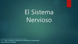 El Sistema
Nervioso
ALUMNO: ALEJANDRO JOSE RIVAS CASTILLO
PROF: PROF. XIOMARA COROMOTO RODRÍGUEZ COLMENAREZ
UNIVERSIDAD YACAMBÚ
 