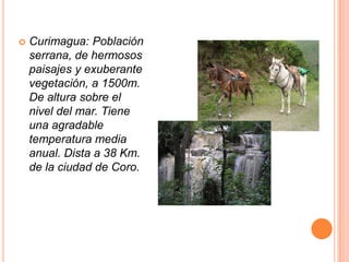

Curimagua: Población
serrana, de hermosos
paisajes y exuberante
vegetación, a 1500m.
De altura sobre el
nivel del mar. Tiene
una agradable
temperatura media
anual. Dista a 38 Km.
de la ciudad de Coro.

 