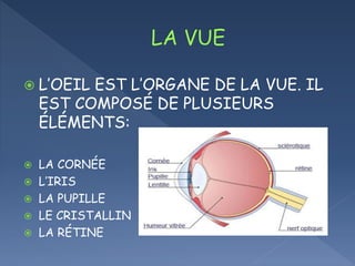  L’OEIL EST L’ORGANE DE LA VUE. IL
EST COMPOSÉ DE PLUSIEURS
ÉLÉMENTS:
LA CORNÉE
L’IRIS
LA PUPILLE
LE CRISTALLIN
LA RÉTINE