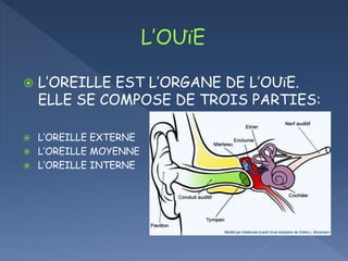  L’OREILLE EST L’ORGANE DE L’OUïE.
ELLE SE COMPOSE DE TROIS PARTIES:
L’OREILLE EXTERNE
L’OREILLE MOYENNE
L’OREILLE INTERNE