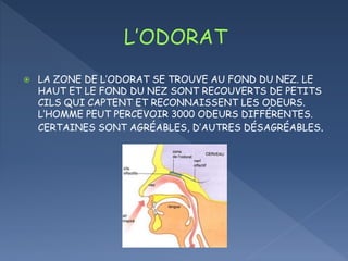  LA ZONE DE L’ODORAT SE TROUVE AU FOND DU NEZ. LE
HAUT ET LE FOND DU NEZ SONT RECOUVERTS DE PETITS
CILS QUI CAPTENT ET RECONNAISSENT LES ODEURS.
L’HOMME PEUT PERCEVOIR 3000 ODEURS DIFFÉRENTES.
CERTAINES SONT AGRÉABLES, D’AUTRES DÉSAGRÉABLES.