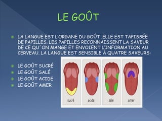  LA LANGUE EST L’ORGANE DU GOÛT ,ELLE EST TAPISSÉE
DE PAPILLES. LES PAPILLES RECONNAISSENT LA SAVEUR
DE CE QU´ON MANGE ET ENVOIENT L’INFORMATION AU
CERVEAU. LA LANGUE EST SENSIBLE À QUATRE SAVEURS:
LE GOÛT SUCRÉ
LE GOÛT SALÉ
LE GOÛT ACIDE
LE GOÛT AMER