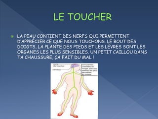  LA PEAU CONTIENT DES NERFS QUI PERMETTENT
D’APPRÉCIER CE QUE NOUS TOUCHONS. LE BOUT DES
DOIGTS, LA PLANTE DES PIEDS ET LES LÈVRES SONT LES
ORGANES LES PLUS SENSIBLES. UN PETIT CAILLOU DANS
TA CHAUSSURE, ÇA FAIT DU MAL !