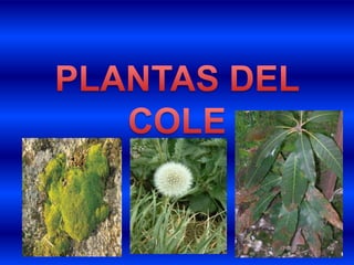 PLANTAS DEL COLE 