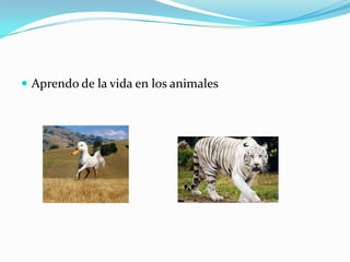  Aprendo de la vida en los animales
 